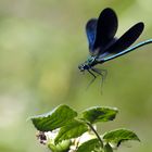 Calopteryx " sage difficile