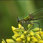 Calopteryx spendens