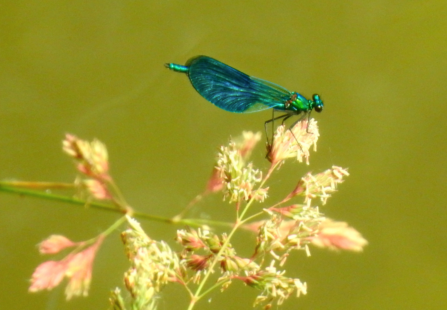 calopteryx spledens