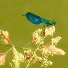 calopteryx spledens