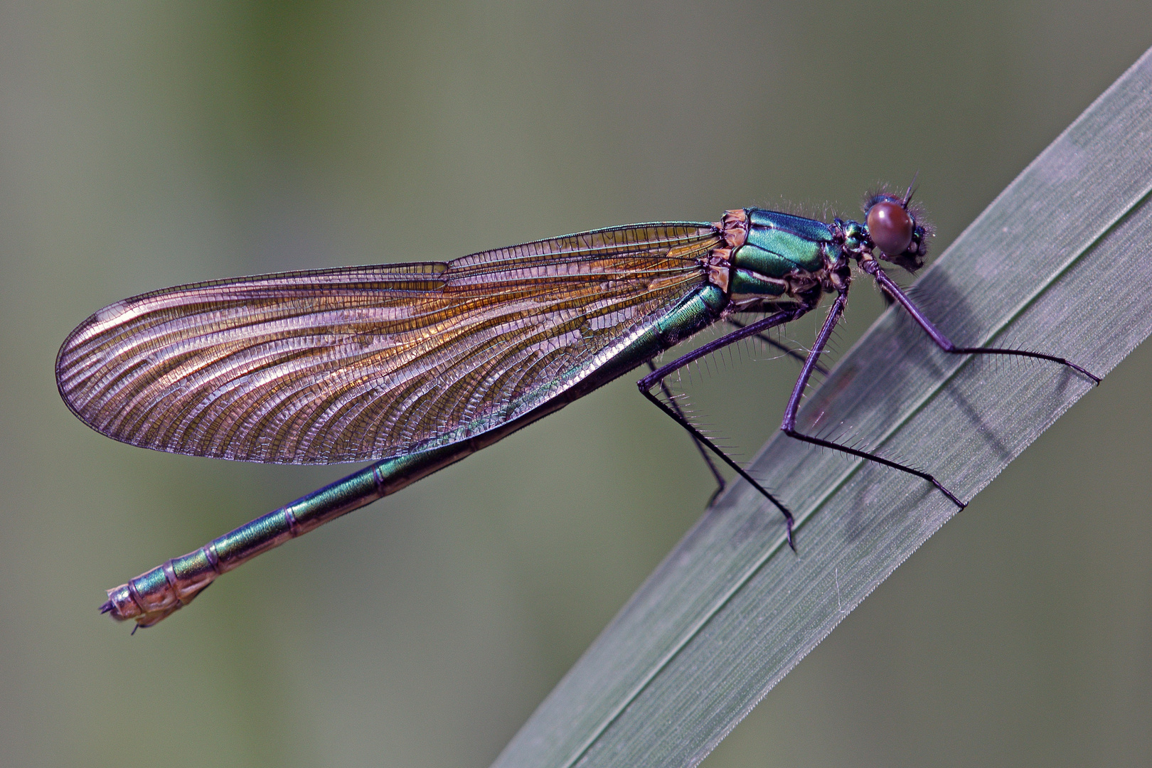 Calopteryx splendens