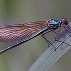 Calopteryx splendens