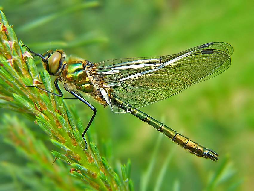 Calopteryx splendens