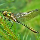 Calopteryx splendens