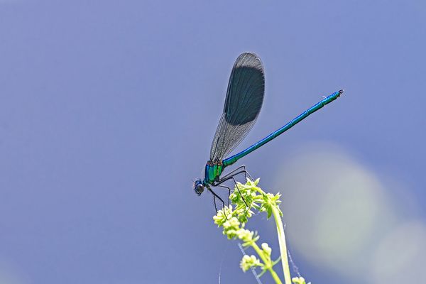 Calopteryx splendens