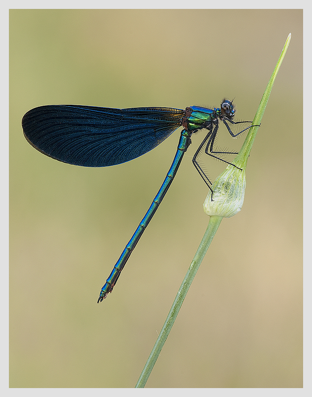 Calopteryx Splendens