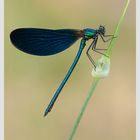 Calopteryx Splendens