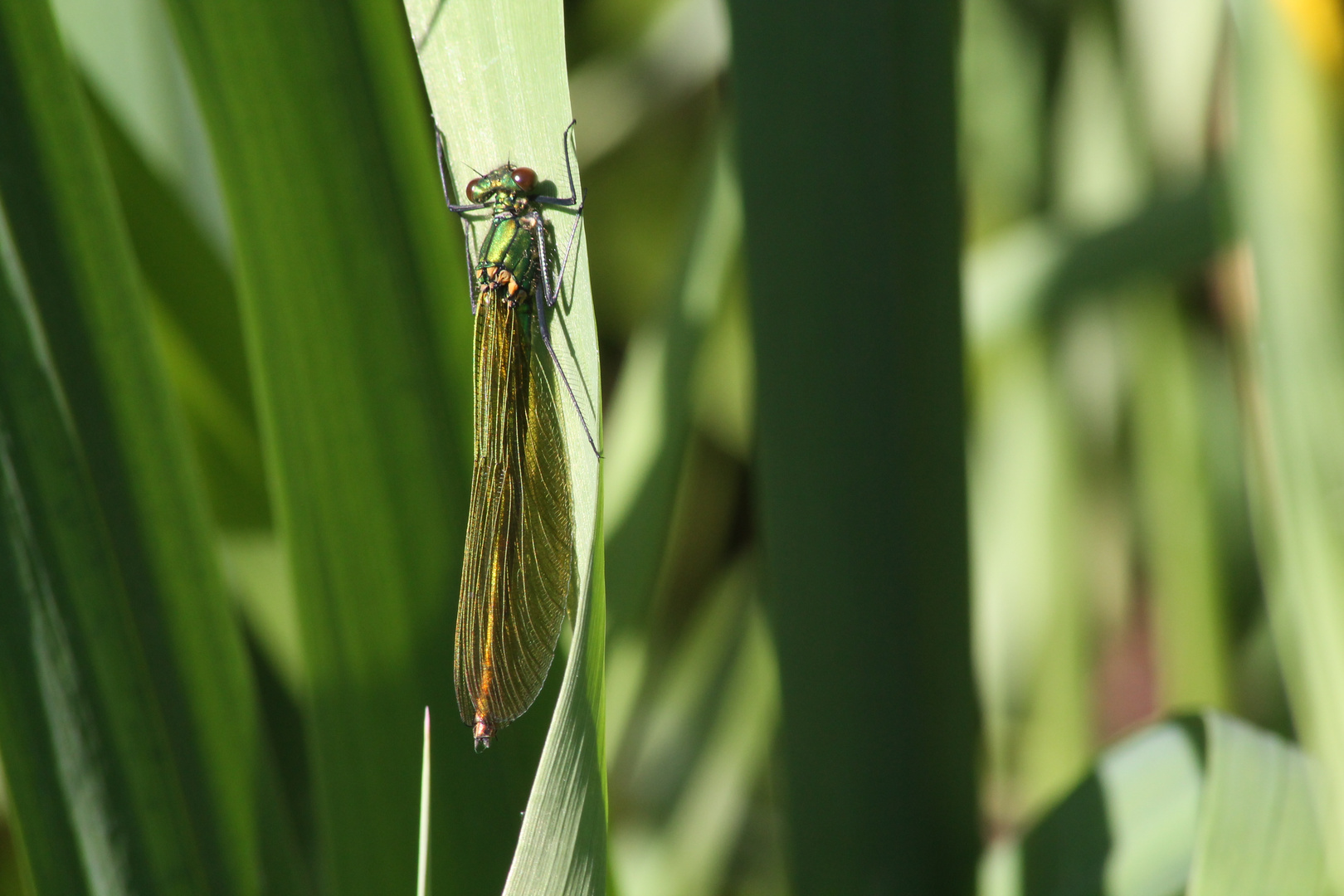 Calopteryx splendens