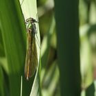 Calopteryx splendens