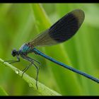 Calopteryx splendens