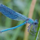 Calopteryx splendens