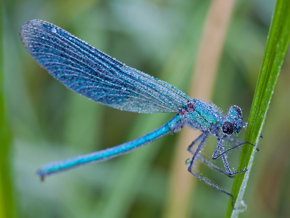 Calopteryx splendens