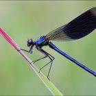 Calopteryx splendens..