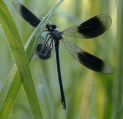 Calopteryx splendens #2