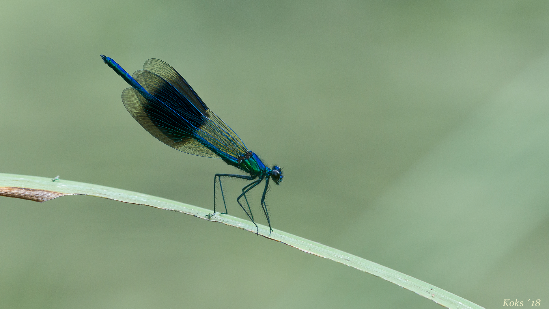 Calopteryx splendens