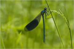 Calopteryx splendens