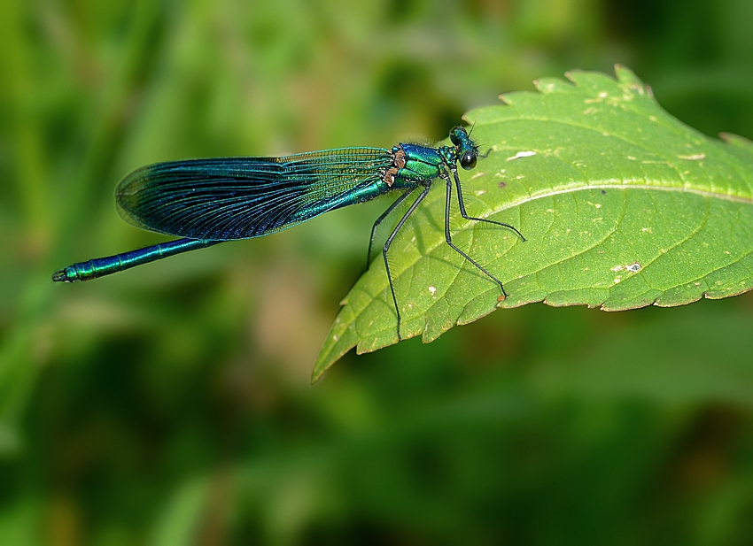 Calopteryx splendens Foto & Bild natur, insekten, tiere Bilder auf