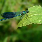 Calopteryx splendens