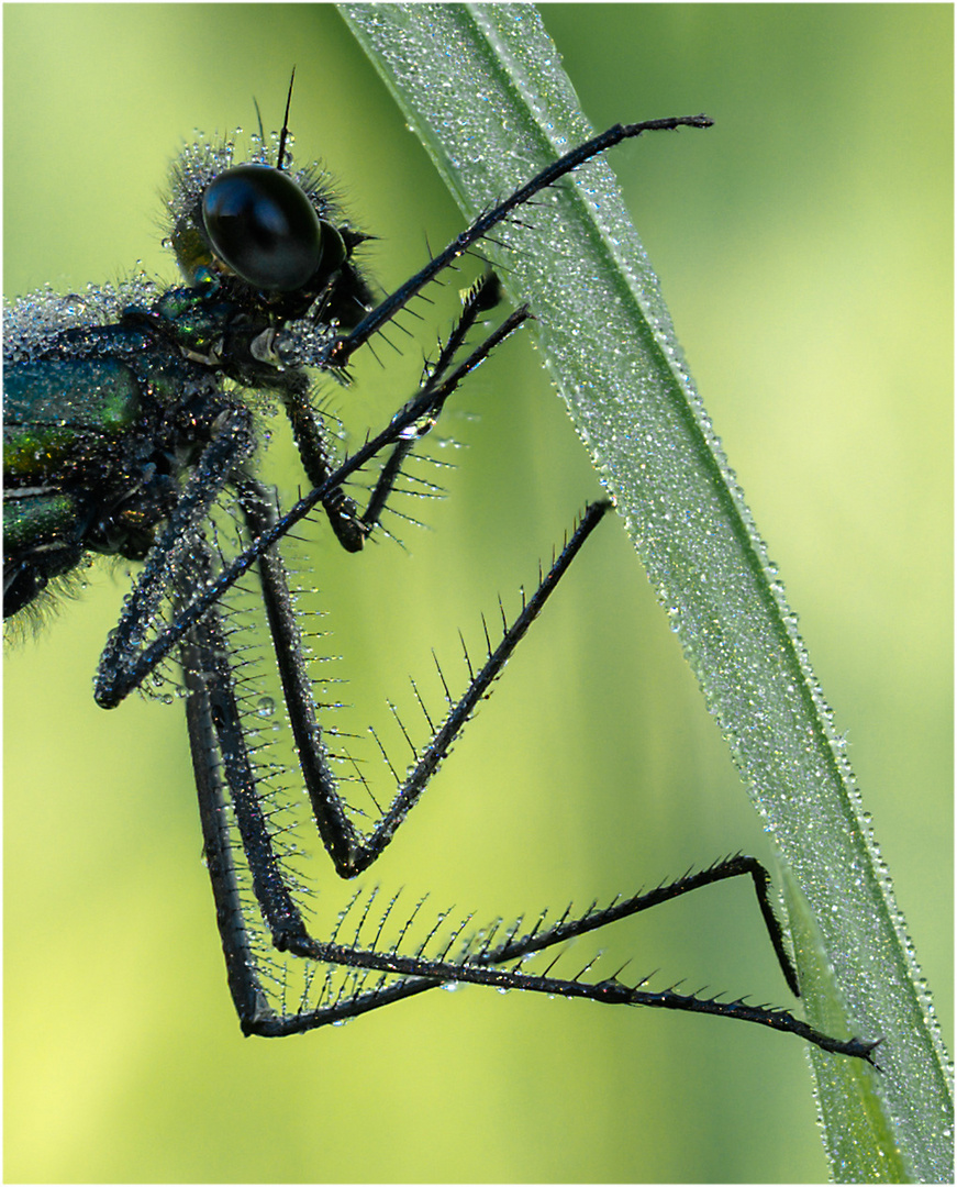 Calopteryx splendens #3