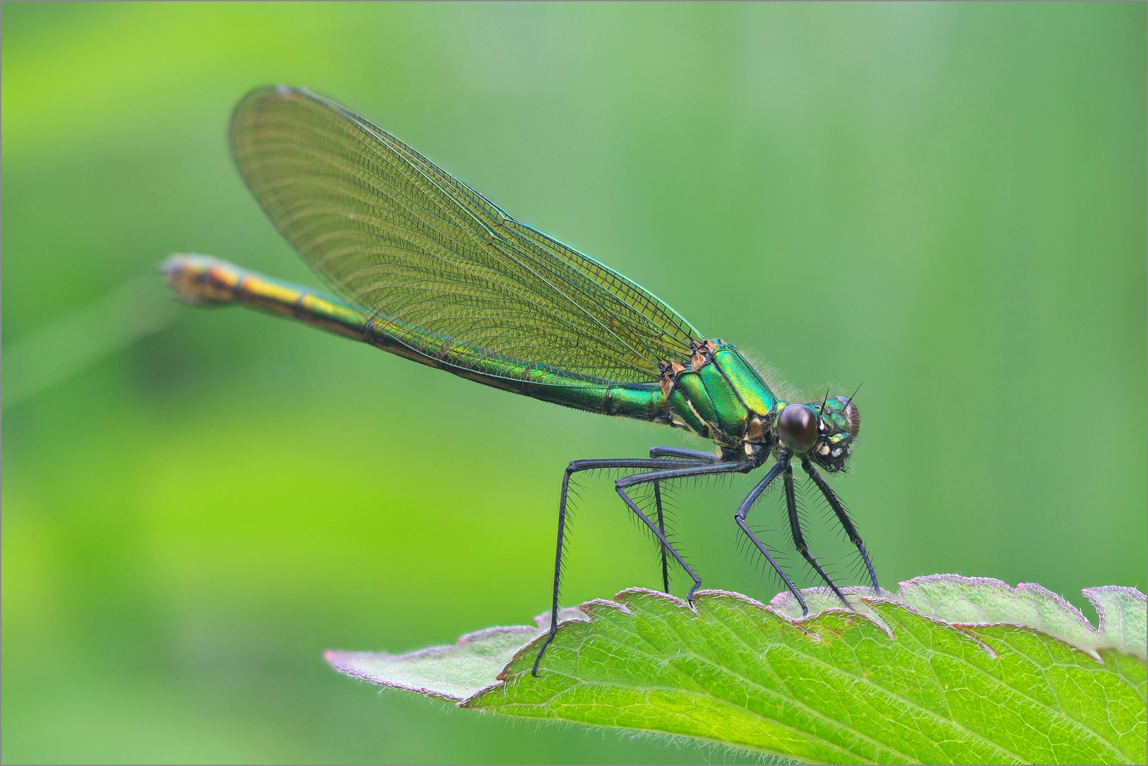 Calopteryx splendens