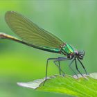 Calopteryx splendens