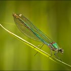 Calopteryx splendens