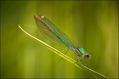 Calopteryx splendens