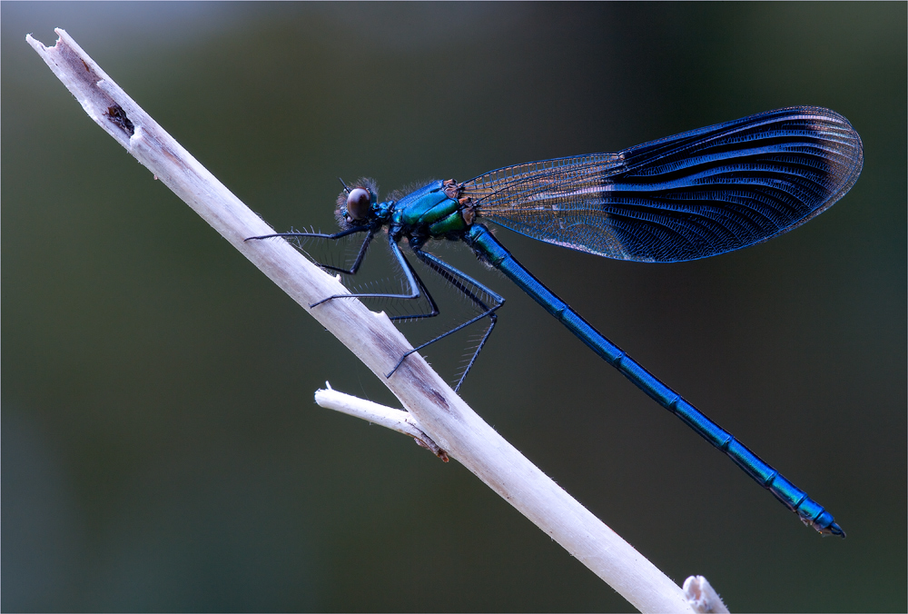 Calopteryx splendens...