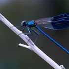 Calopteryx splendens...