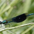 Calopteryx splendens