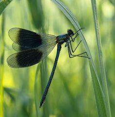 Calopteryx splendens 