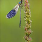 Calopteryx splendens