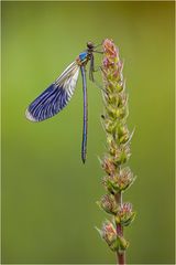 Calopteryx splendens