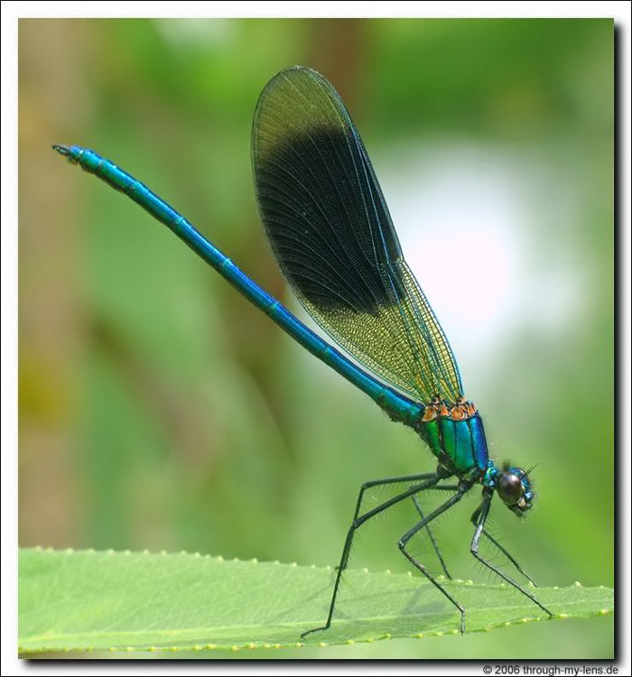 Calopteryx splendens