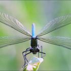 ~ Calopteryx splendens ~