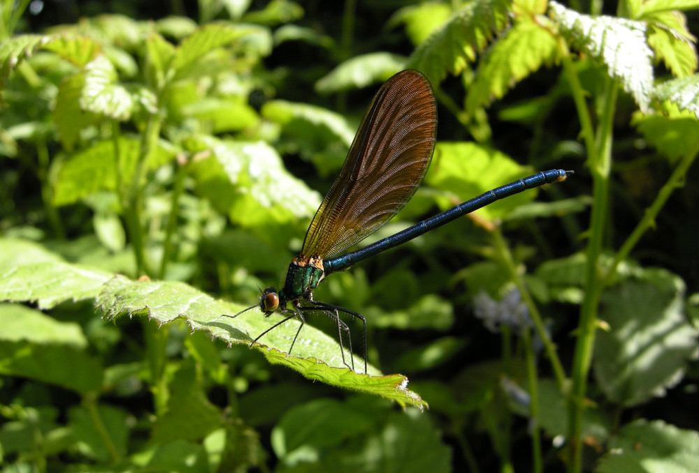 calopteryx splendens