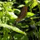 calopteryx splendens