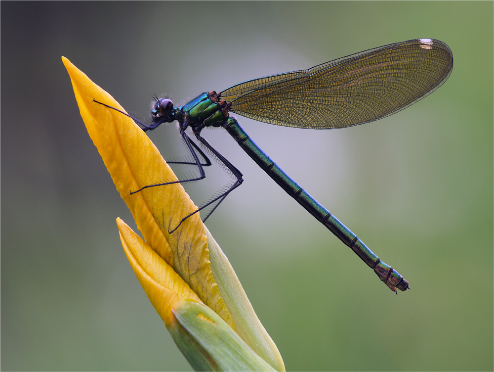 ~ Calopteryx splendens ~