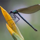 ~ Calopteryx splendens ~