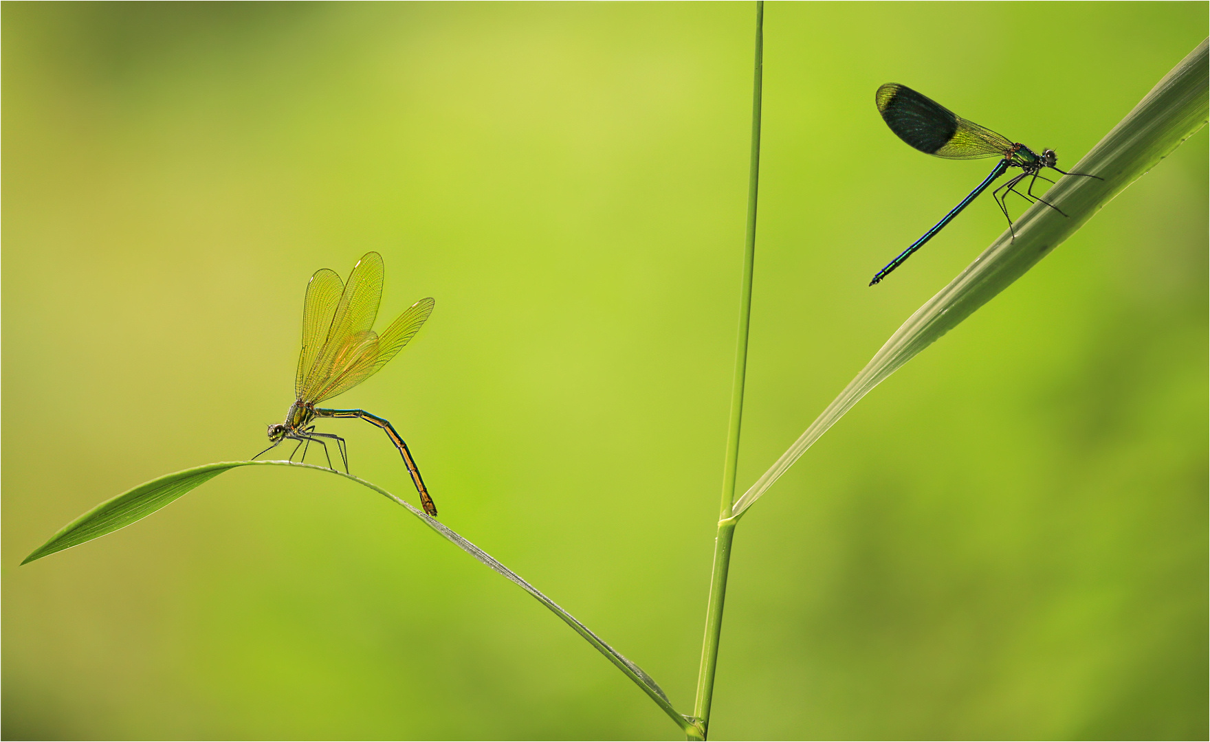 Calopteryx splendens