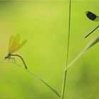 Calopteryx splendens