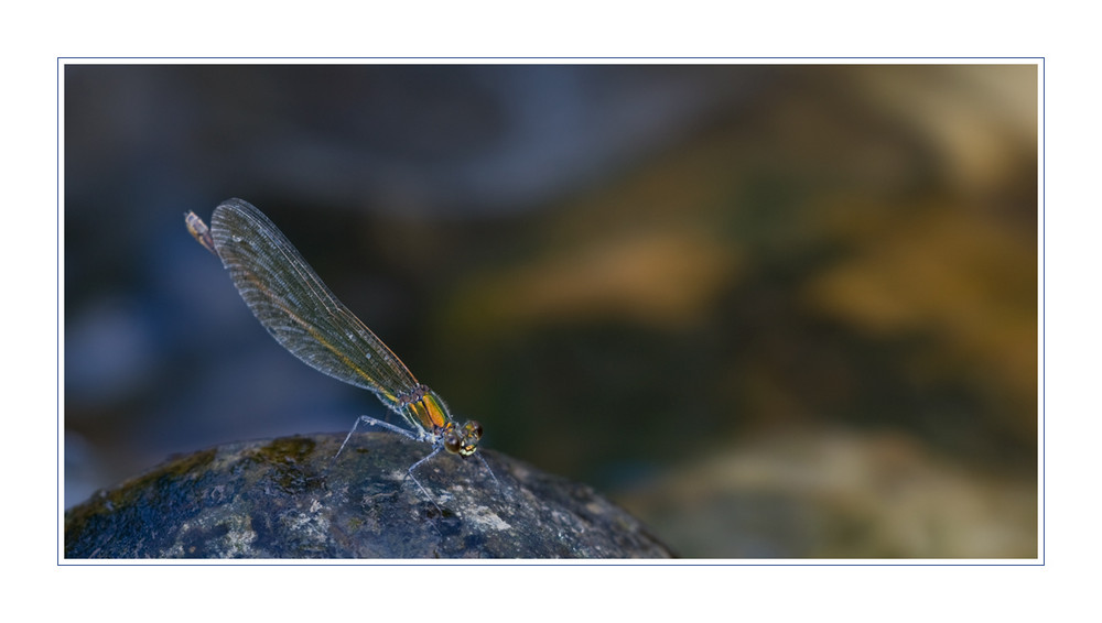 Calopteryx splendens...