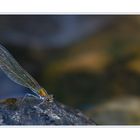 Calopteryx splendens...