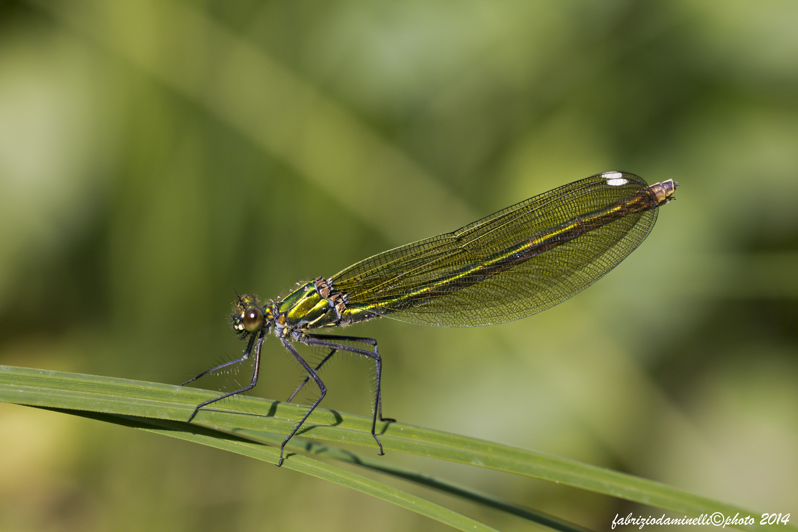 Calopteryx splendens