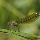 Calopteryx splendens