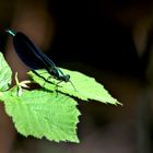 caloptéryx splendens