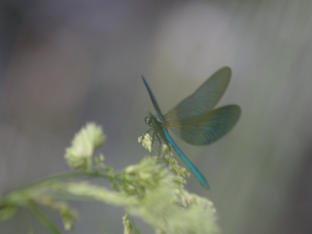 calopteryx splendens