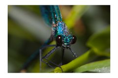 Calopteryx splendens