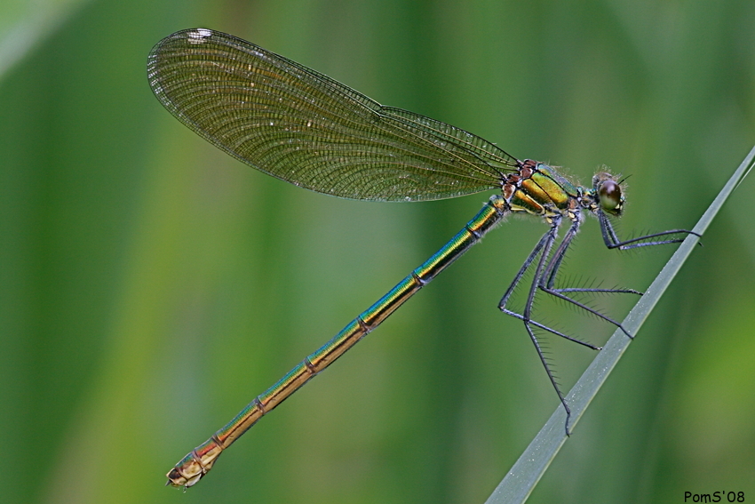 Calopteryx splendens