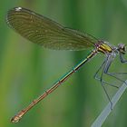 Calopteryx splendens